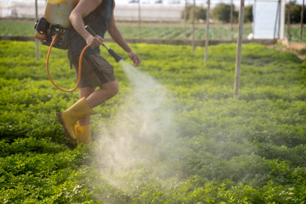 Best Insect Control  in Howe, TX