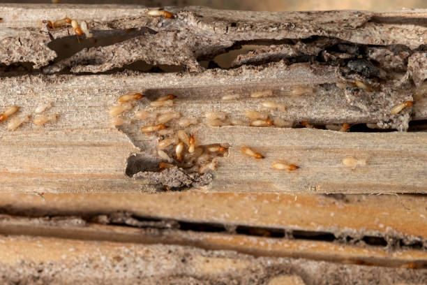 Best Pest Control Near Me in Howe, TX